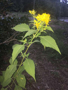 Image of yellow crownbeard