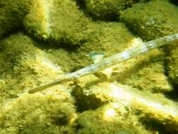 Image of Broadnosed Pipefish