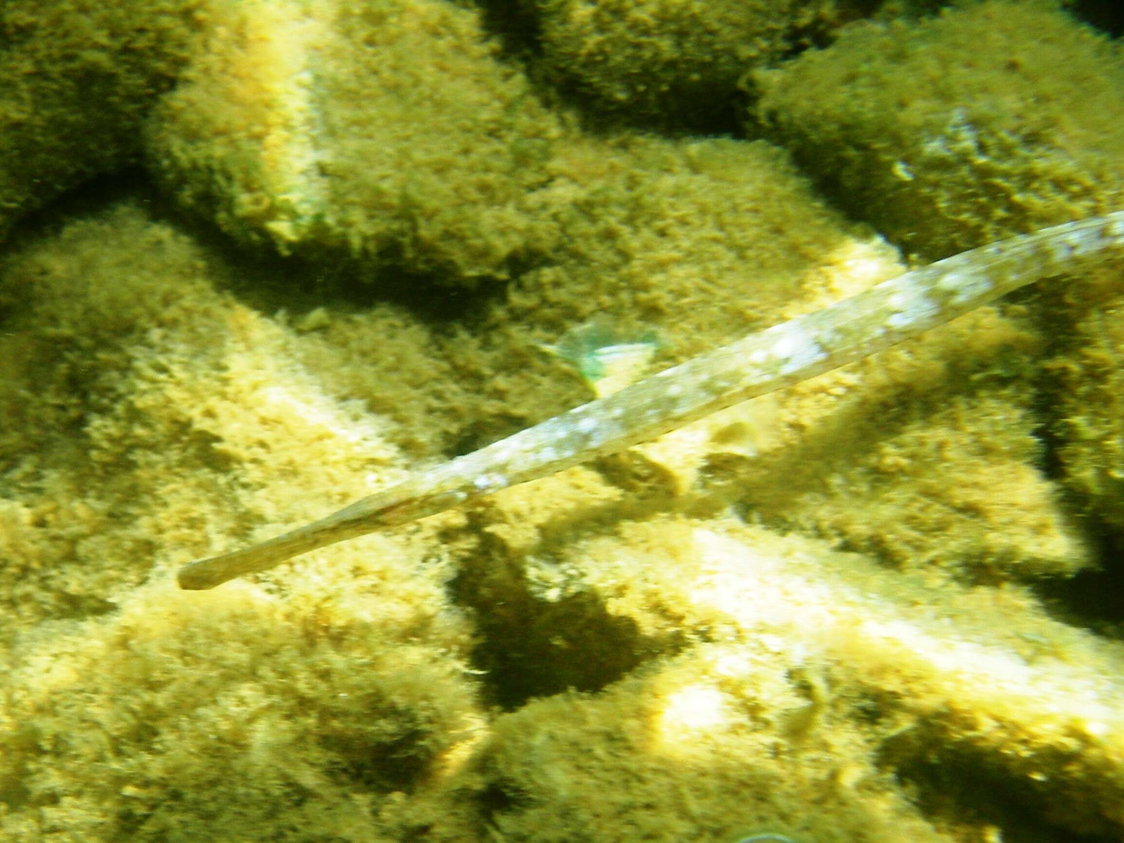 Image of Broadnosed Pipefish