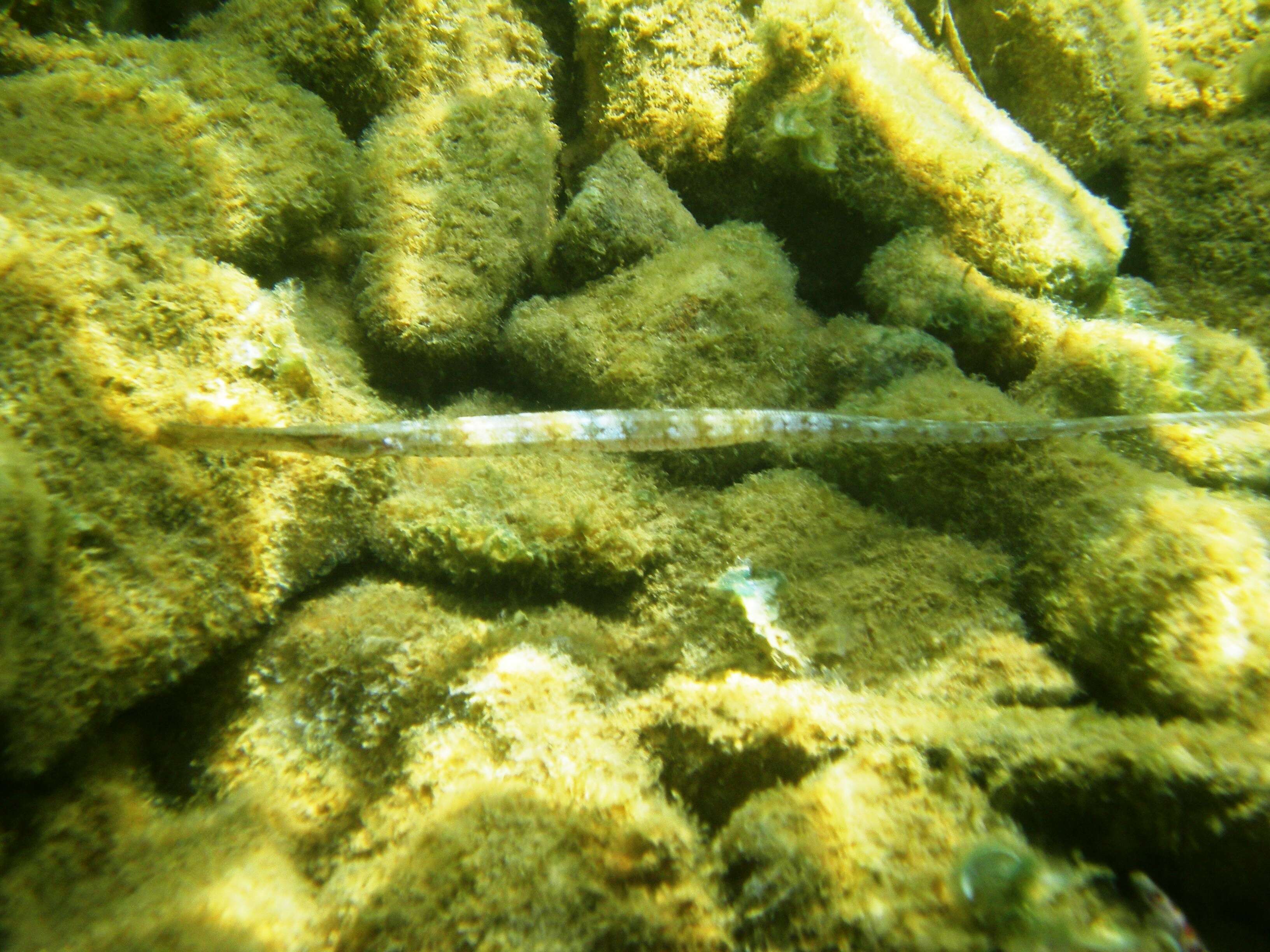 Image of Broadnosed Pipefish