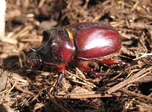 Image of Strategus aloeus (Linnaeus 1758)