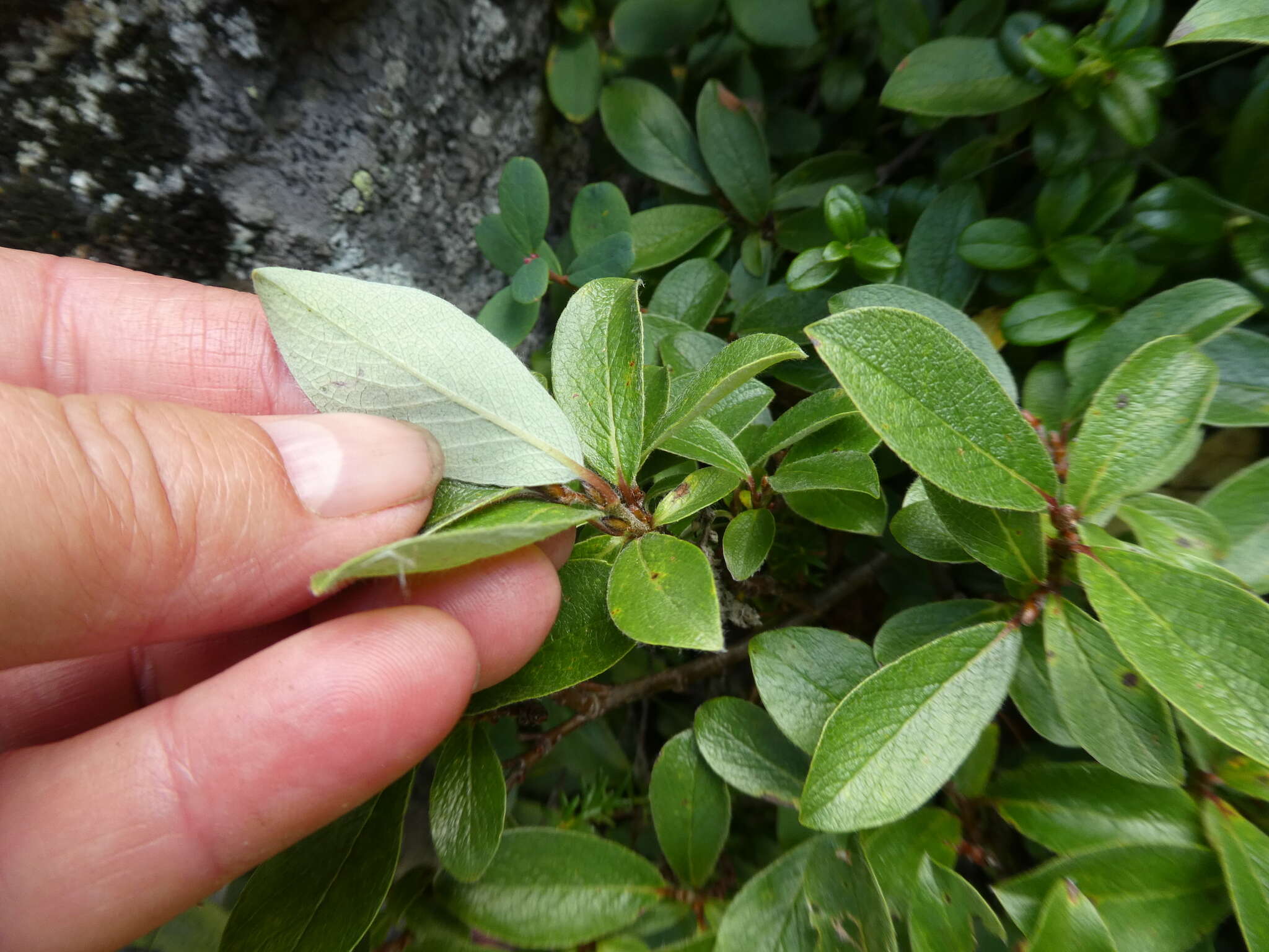 Image of Salix uralicola I. V. Belyaeva