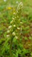 Image of Bog orchid