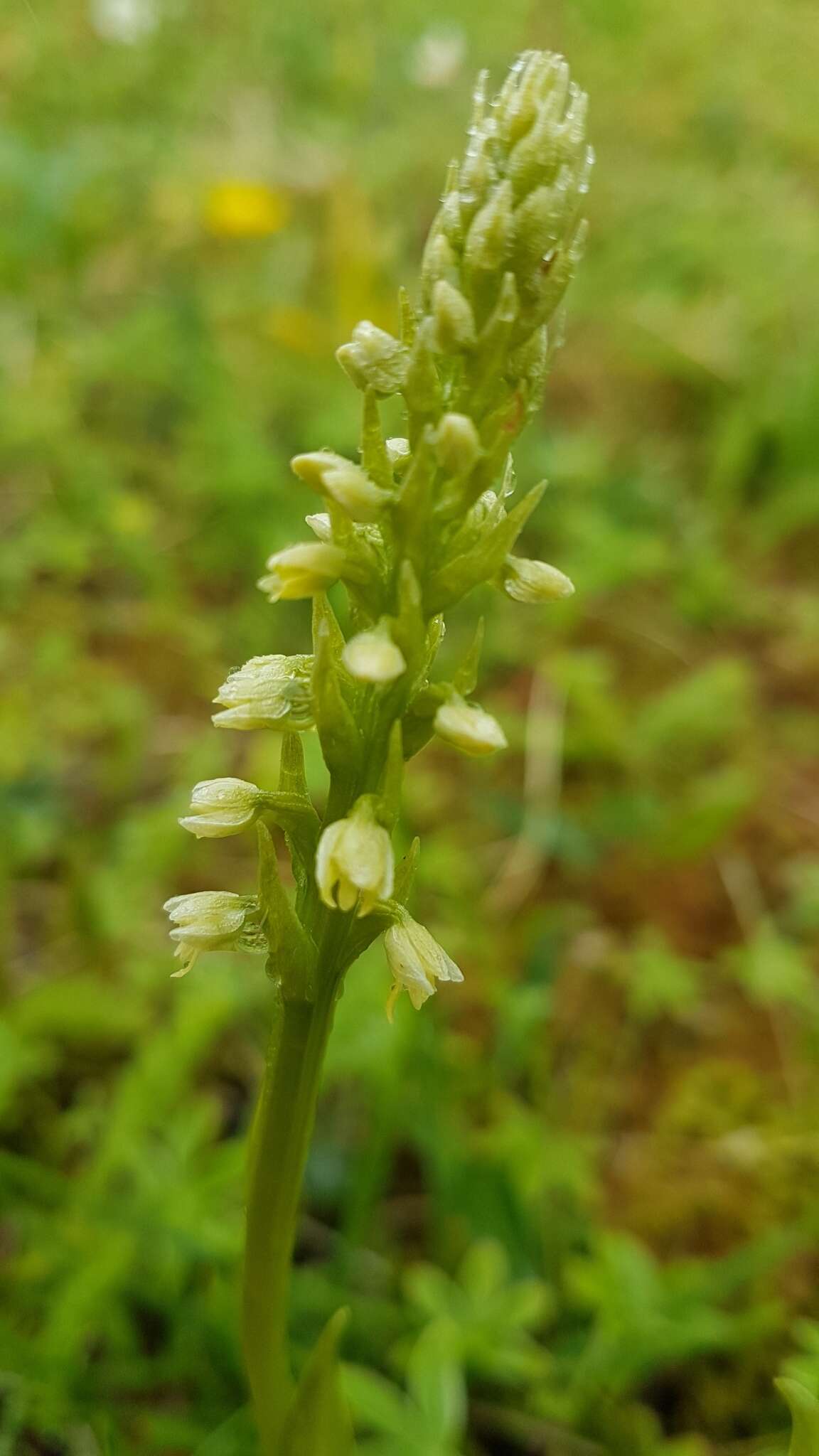 Image of Bog orchid