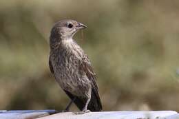 Image of Cowbird