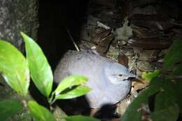 Image of Slaty-breasted Tinamou