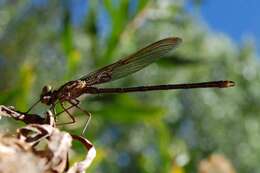 Hetaerina americana (Fabricius 1798) resmi