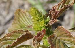 Image of Amaranthus retroflexus subsp. retroflexus