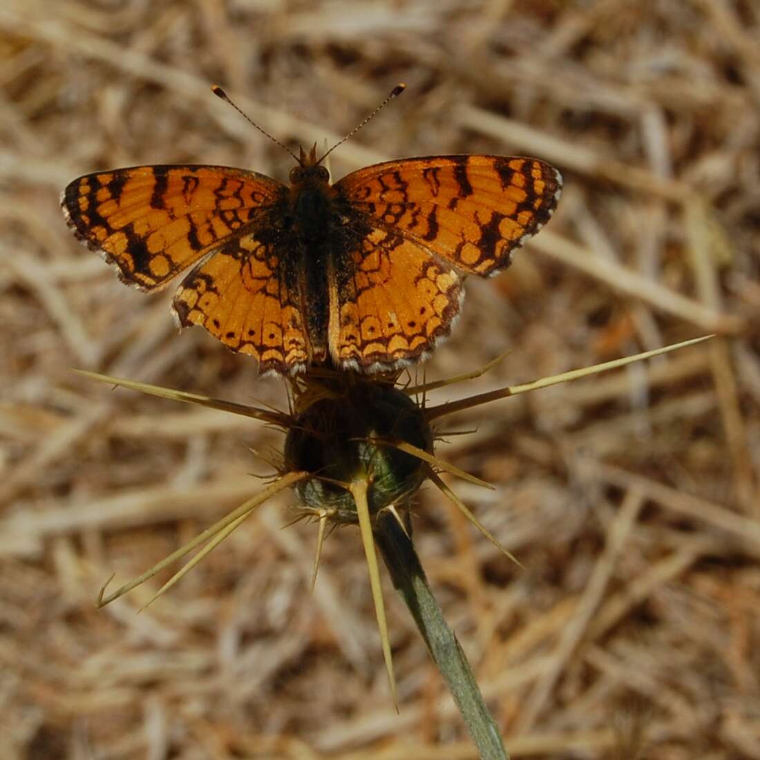 Image of Phyciodes mylitta