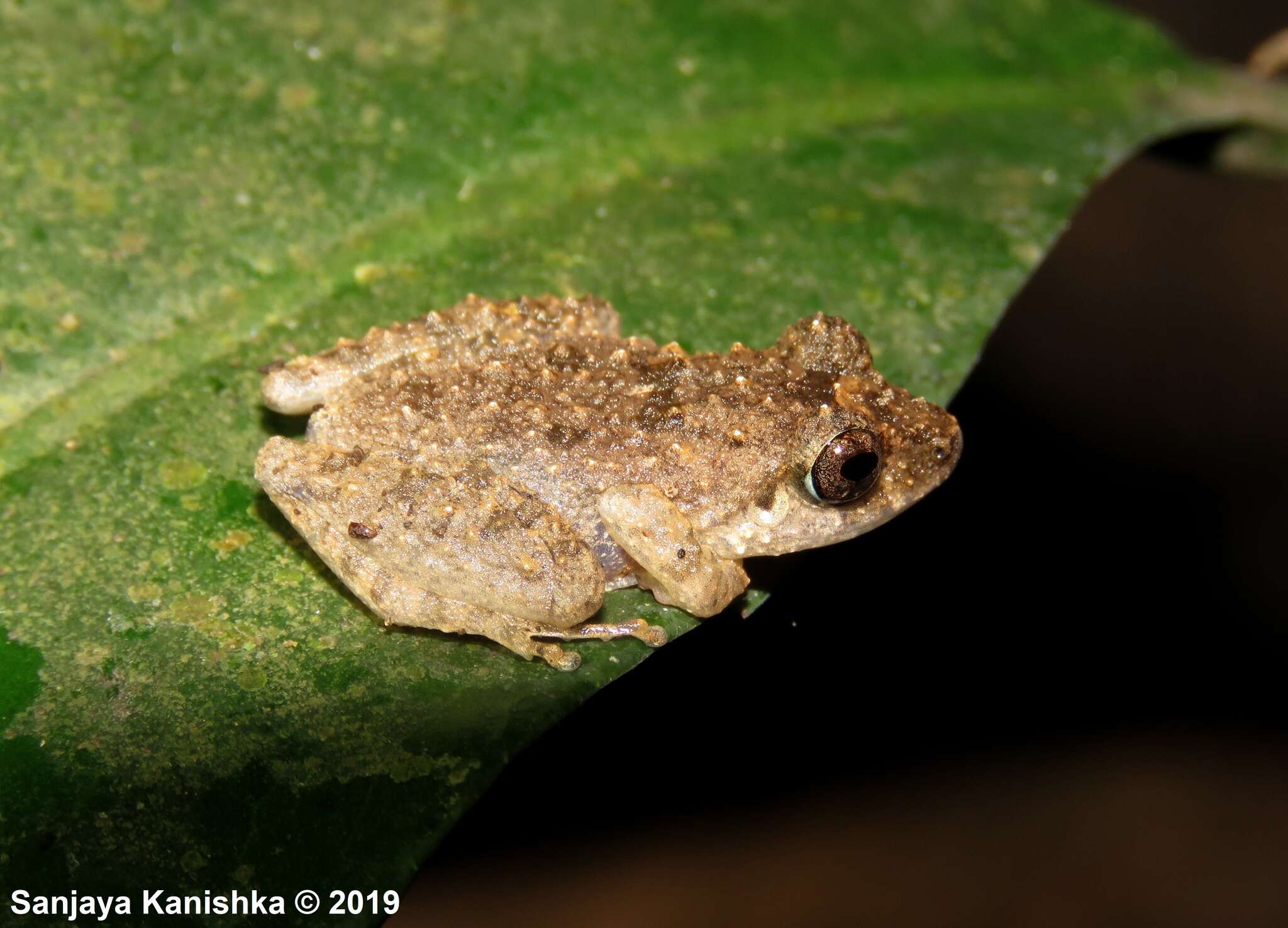 Image of Kandyan shrub frog