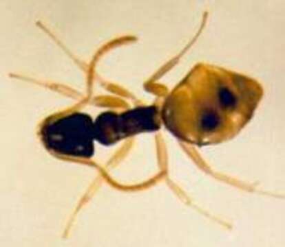 Image of Ant