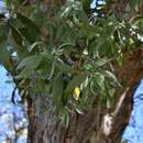 Imagem de Melaleuca dealbata S. T. Blake