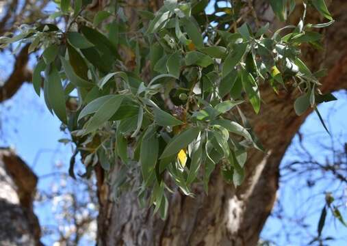 Sivun Melaleuca dealbata S. T. Blake kuva