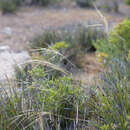 Sivun Austrostipa flavescens (Labill.) S. W. L. Jacobs & J. Everett kuva