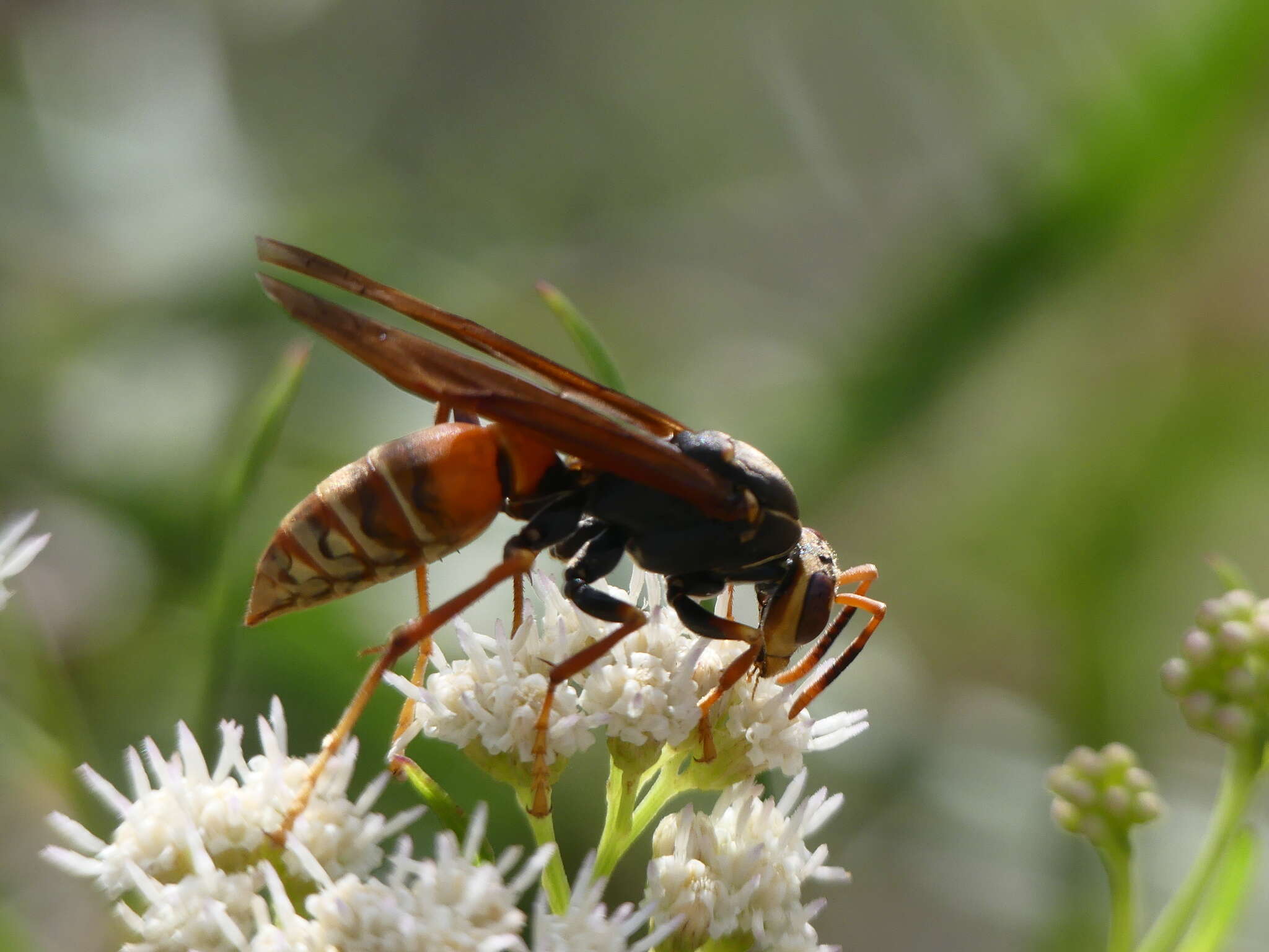 Image of Polistes buyssoni Brethes 1909