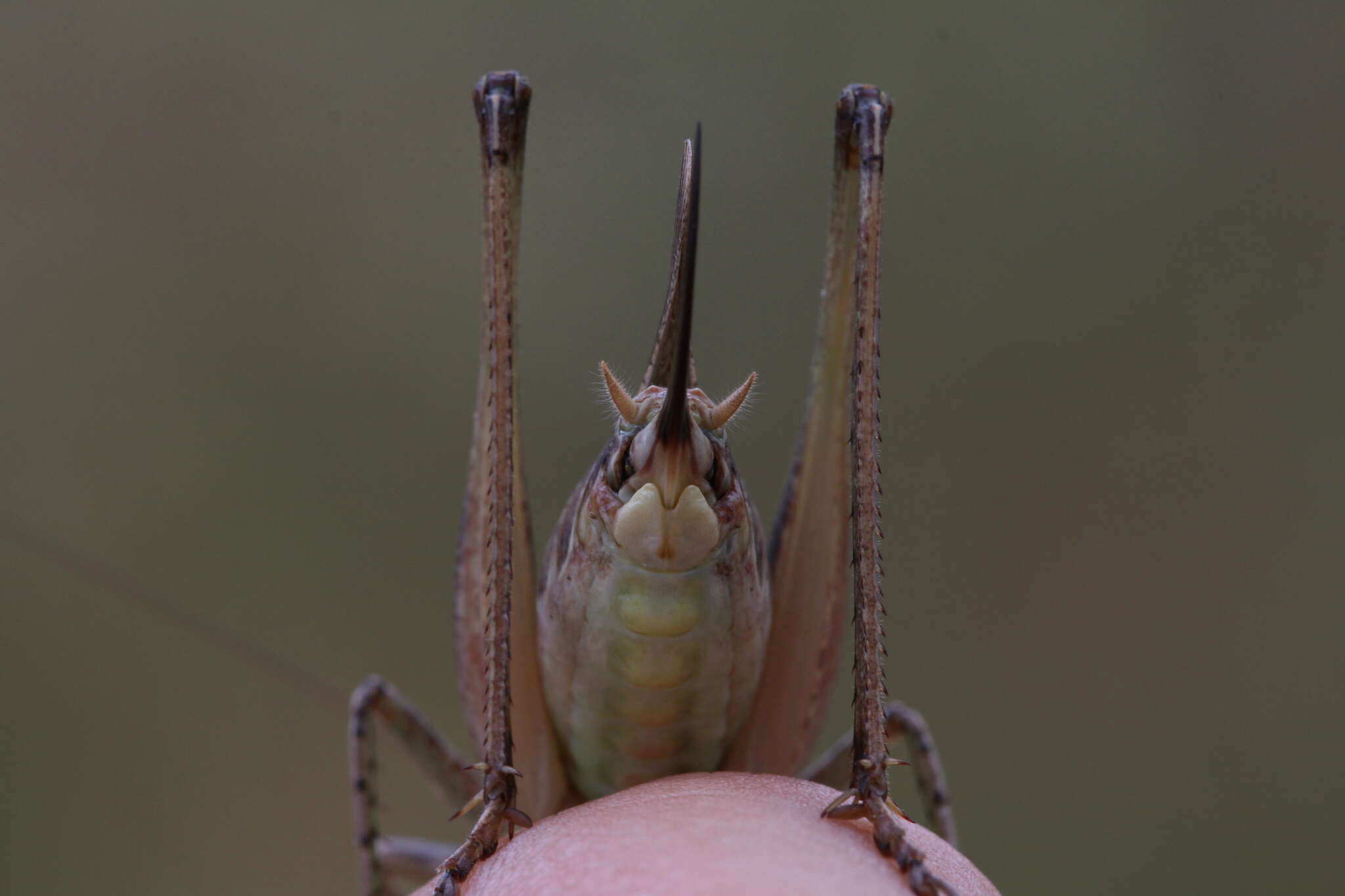 Plancia ëd Platycleis albopunctata albopunctata (Goeze 1778)