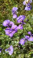 Image of Utricularia beaugleholei R. J. Gassin