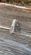 Image of Larch hawk moth