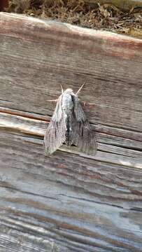 Image of Larch hawk moth