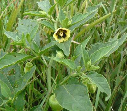 Imagem de Physalis heterophylla Nees