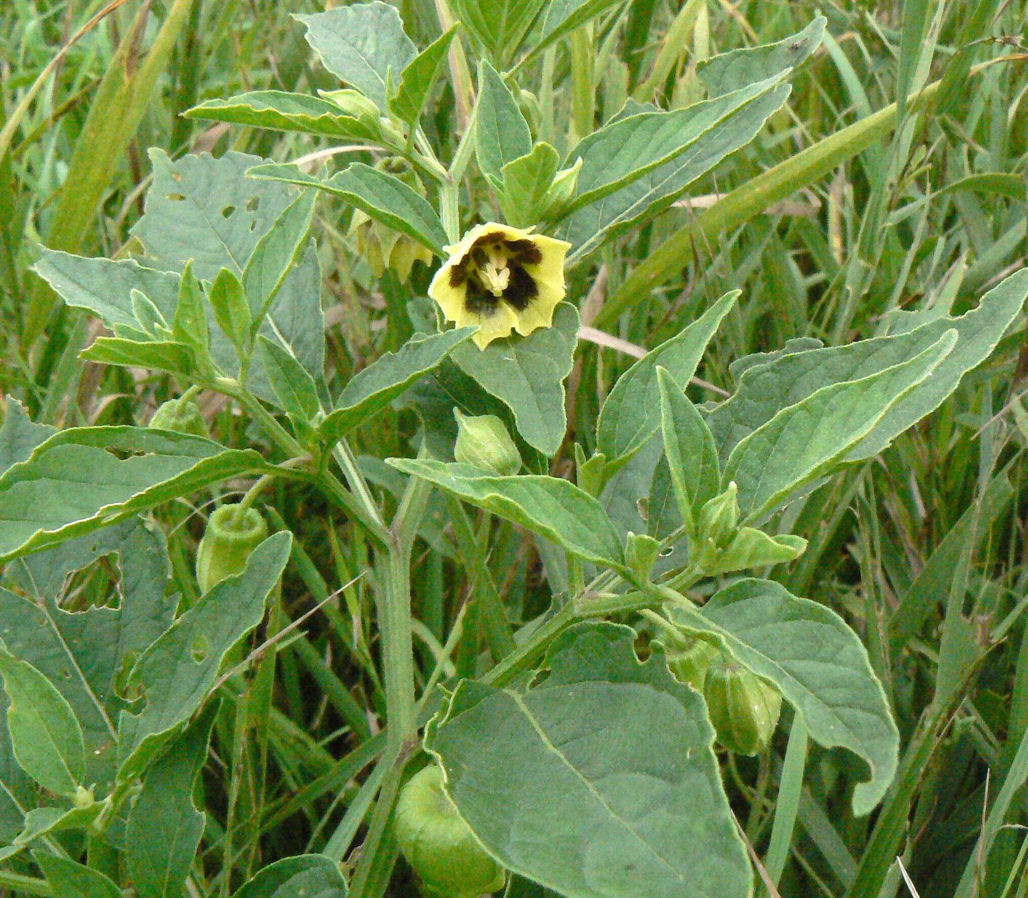 Image de Physalis heterophylla Nees