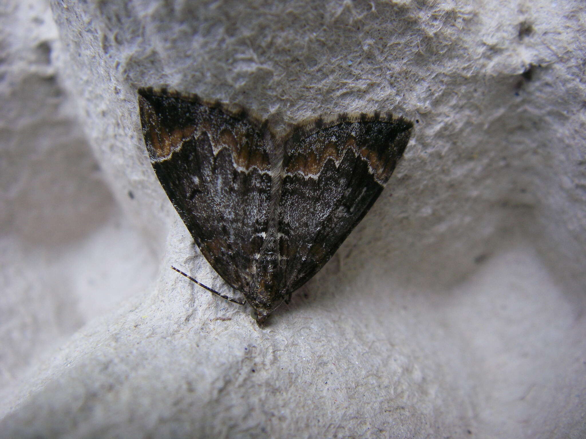 Image of common marbled carpet