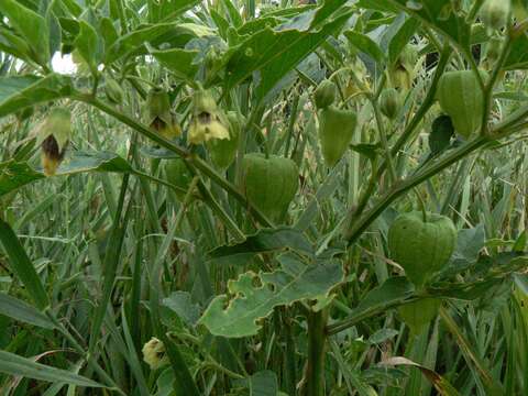 Imagem de Physalis heterophylla Nees