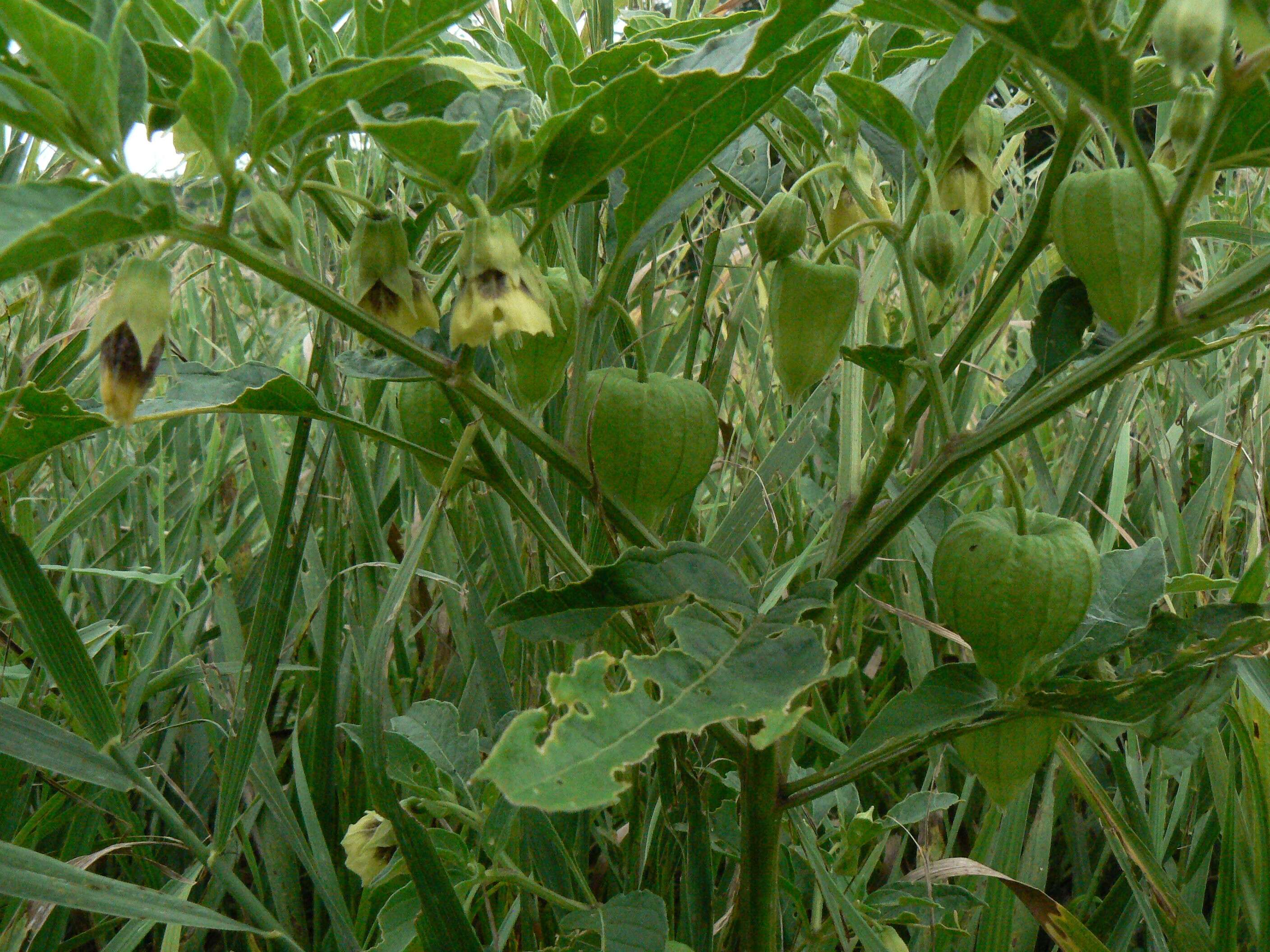 Image de Physalis heterophylla Nees