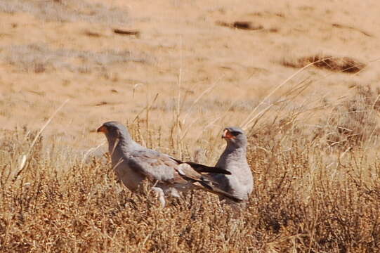 Image of Melierax canorus argentior Clancey 1960