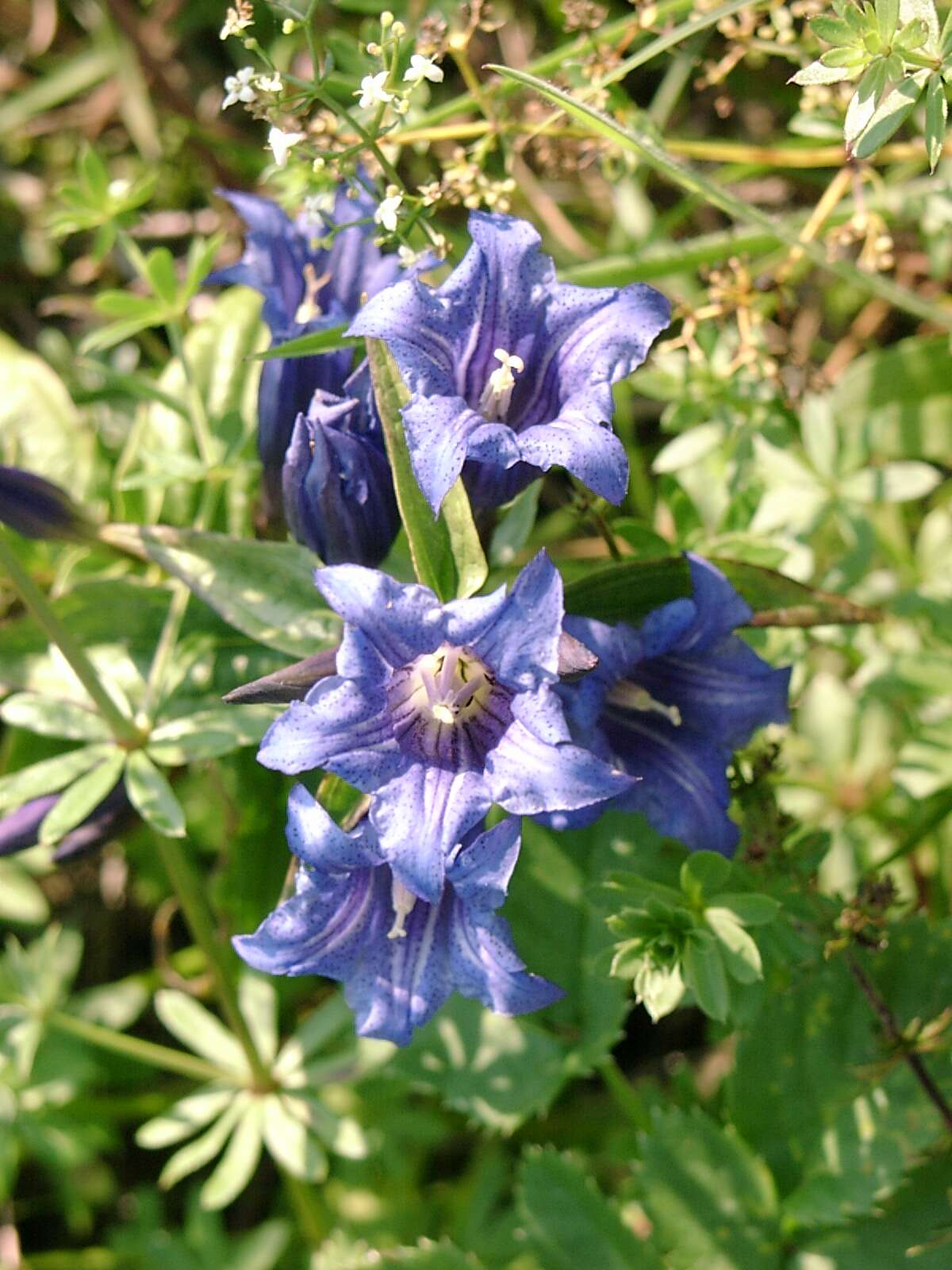 Gentiana asclepiadea L.的圖片