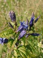 Gentiana asclepiadea L.的圖片