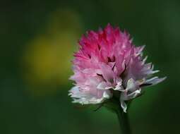 Image of Gymnadenia widderi (Teppner & E. Klein) Teppner & E. Klein