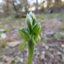 Image of Black-tip greenhood