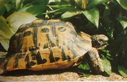 Imagem de Testudo