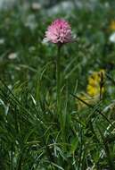 Image of Gymnadenia widderi (Teppner & E. Klein) Teppner & E. Klein