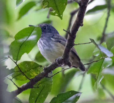 Слика од Dysithamnus striaticeps Lawrence 1865