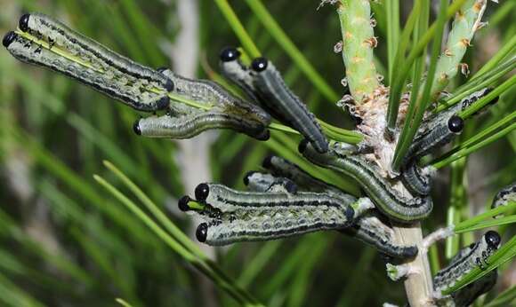 Plancia ëd Neodiprion sertifer (Geoffroy)