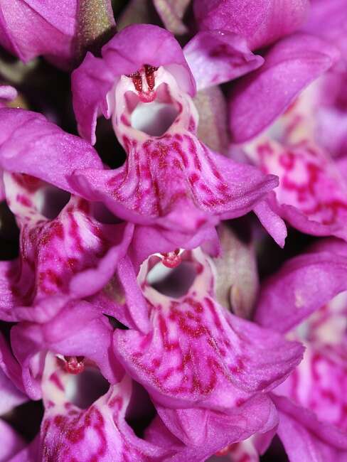 Image of Northern Marsh-orchid