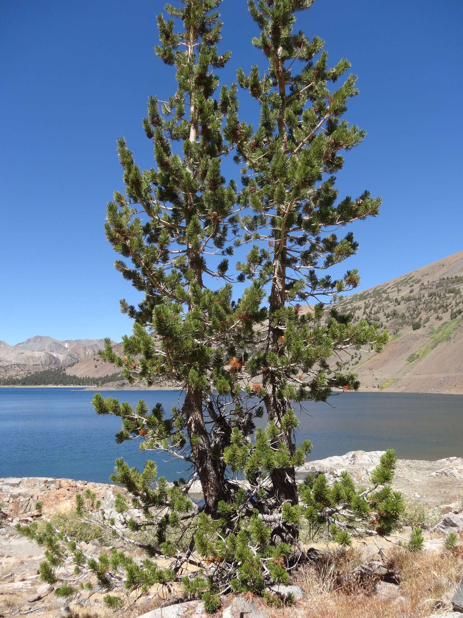 Imagem de Pinus contorta var. murrayana (Balf.) Engelm.