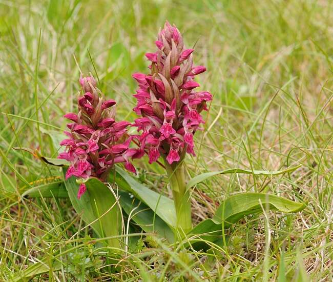 Image of Coeloglossum