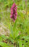 Dactylorhiza incarnata (L.) Soó resmi