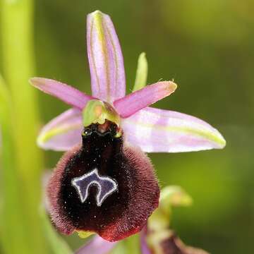 Image of ophrys