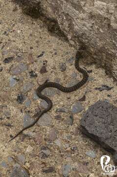 Image of Longtail Alpine Garter Snake