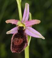 Image of ophrys