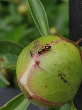 Image of Camponotus nearcticus Emery 1893