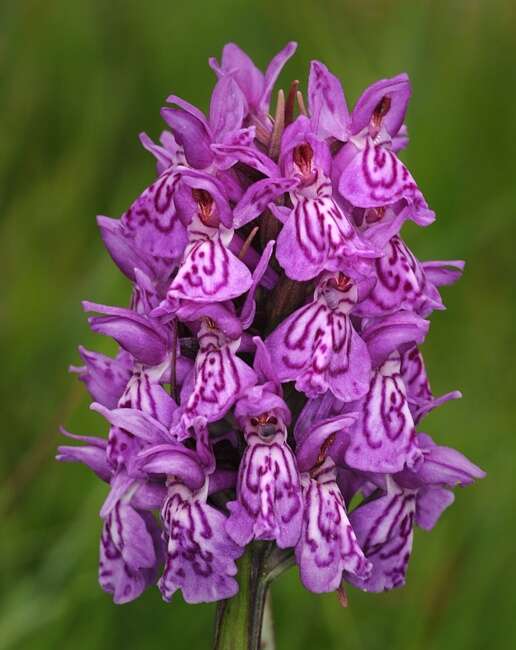 Image of Coeloglossum