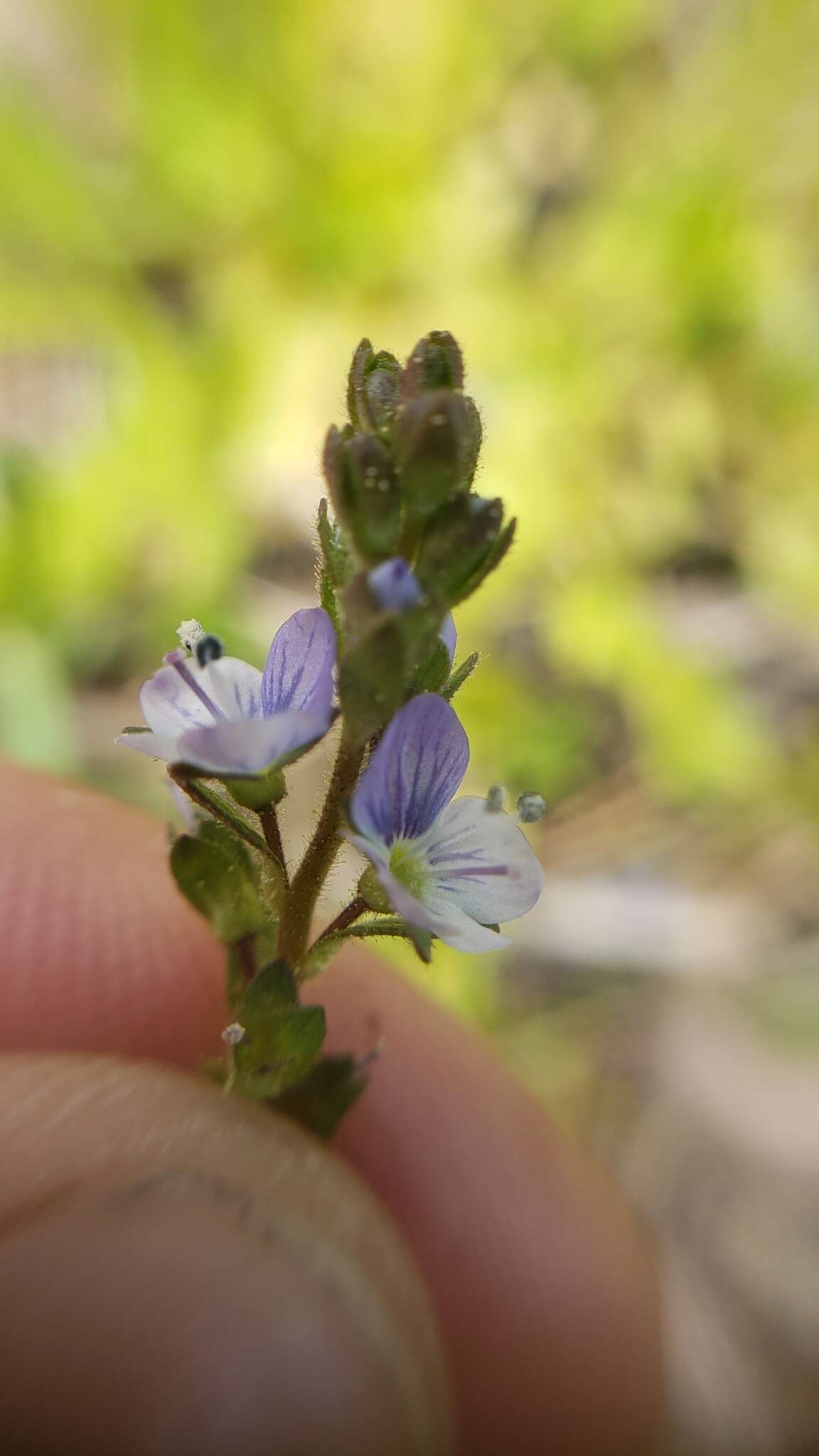 Image of brightblue speedwell