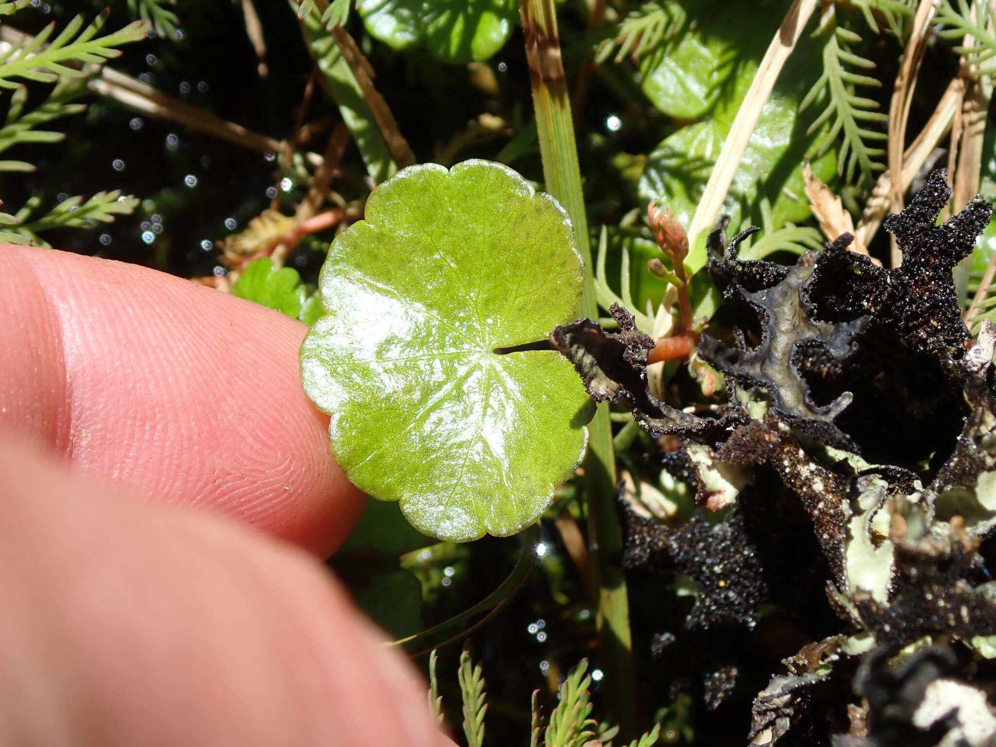 Imagem de Hydrocotyle pterocarpa F. Müll.