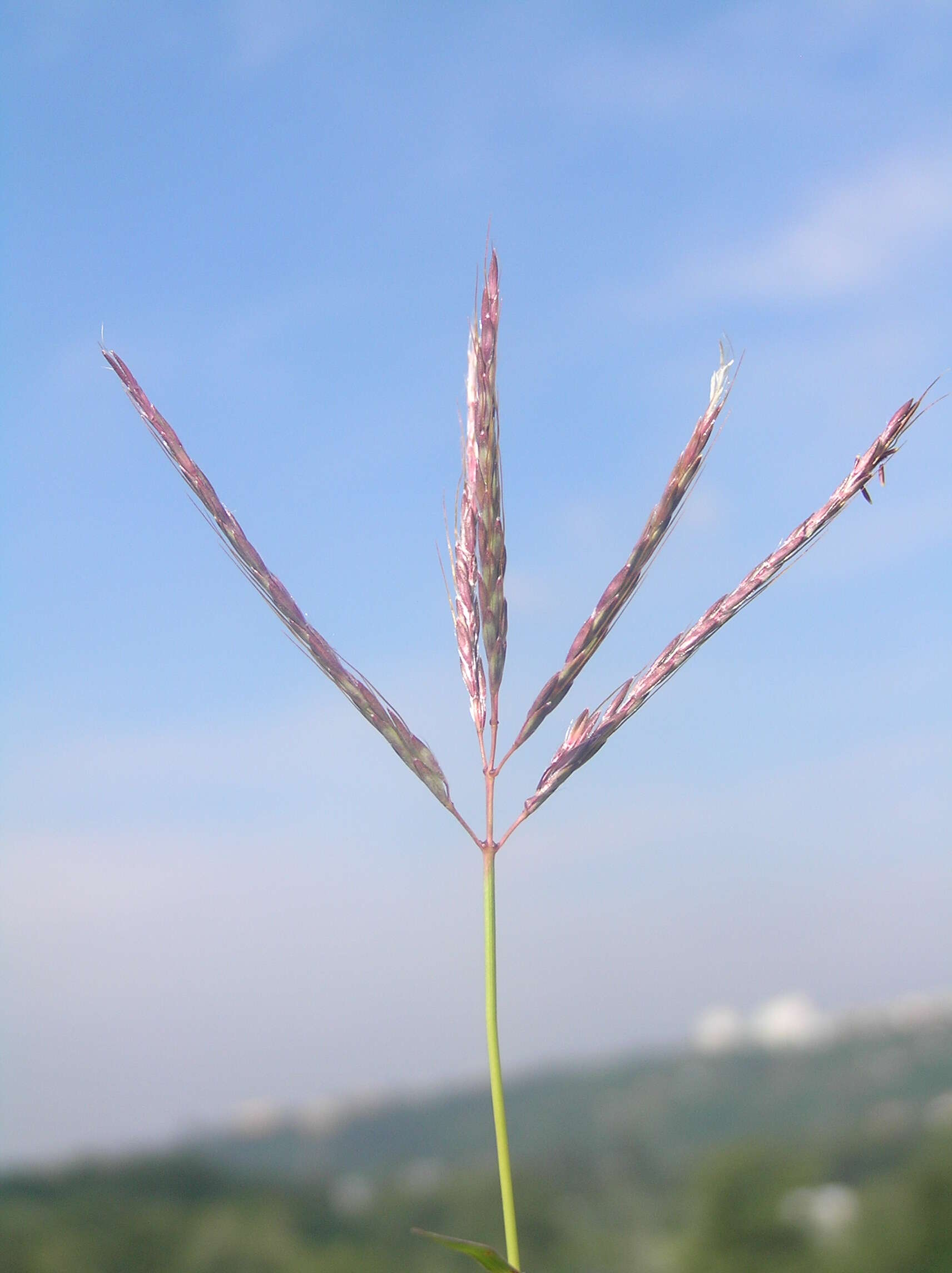 صورة Bothriochloa ischaemum (L.) Keng