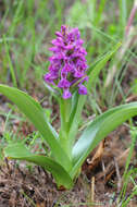 Image of Northern Marsh-orchid